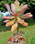 Echeveria bicolor