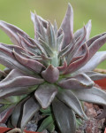 Echeveria bifida