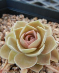 Echeveria calycosa