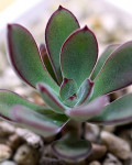 Echeveria carminea