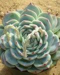 Echeveria Colorata