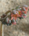 Echeveria Elegans