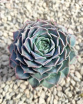 Echeveria halbingeri