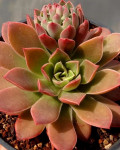 Echeveria helmutiana