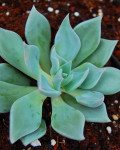 Echeveria heterosepala