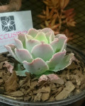 Echeveria juarezensis