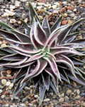 Echeveria lutea