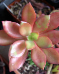 Echeveria maxonii