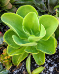 Echeveria pallida