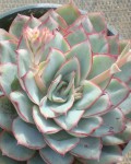 Echeveria Pulidonis