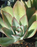 Echeveria Subrigida