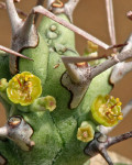 Euphorbia atrox