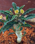 Euphorbia capsaintemariensis