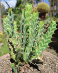 Euphorbia clavigera