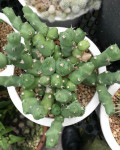 Euphorbia clivicola