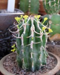 Euphorbia columnaris