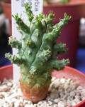 Euphorbia crassipes