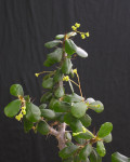 Euphorbia delphinensis