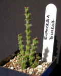 Euphorbia dichroa