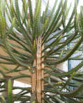 Euphorbia evansii