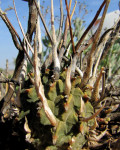 Euphorbia fasciculata