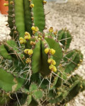 Euphorbia fruticosa