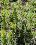 Euphorbia grandicornis