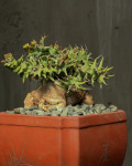 Euphorbia groenewaldii