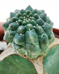 Euphorbia gymnocalycioides