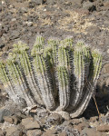 Euphorbia handiensis