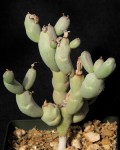 Euphorbia herrei