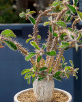 Euphorbia hofstaetteri