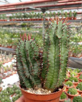 Euphorbia horrida