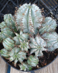 Euphorbia horrida 'Nova'