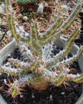 Euphorbia horwoodii