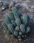 Euphorbia inconstantina