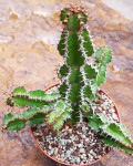 Euphorbia kibwezensis