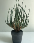 Euphorbia lignosa