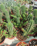 Euphorbia mammillaris