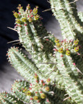 Euphorbia mammillaris 'Variegata'