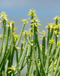 Euphorbia mauritanica