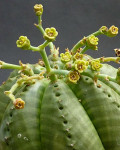 Euphorbia meloformis