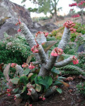 Euphorbia millotii