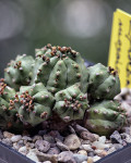 Euphorbia mosiaca