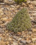 Euphorbia multiceps