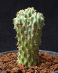 Euphorbia multiclava