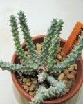 Euphorbia namuskluftensis