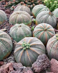 Euphorbia obesa