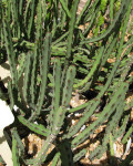 Euphorbia perplexa