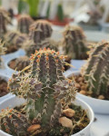 Euphorbia phillipsioides